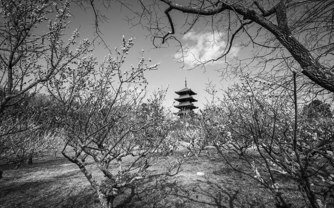 Printemps au Japon